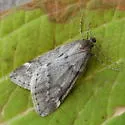 Fall Cankerworm - Hodges#6258