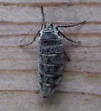 Fall Cankerworm - Hodges#6258 - photo 2