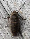 Fall Cankerworm - Hodges#6258 - photo 3