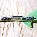 Fall Cankerworm - Hodges#6258 - photo 4