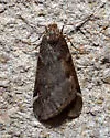 Fall Cankerworm - Hodges#6258 - photo 5