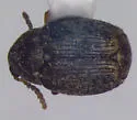 Velvetleaf Seed Beetle - photo 2