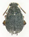 Velvetleaf Seed Beetle - photo 4