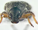 Velvetleaf Seed Beetle - photo 5