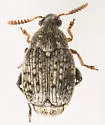 Althaeus hibisci - photo 2