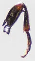 Althaeus hibisci - photo 3
