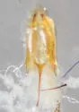 Althaeus hibisci - photo 4