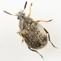 Althaeus hibisci - photo 5