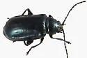 Alder Flea Beetle