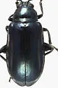Alder Flea Beetle - photo 2