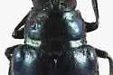 Alder Flea Beetle - photo 3