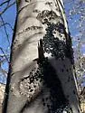 Alder Flea Beetle - photo 4