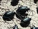Alder Flea Beetle - photo 5