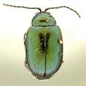 Altica betulae