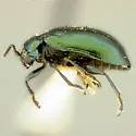 Altica betulae - photo 2