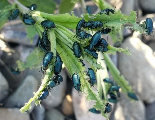 Altica bimarginata