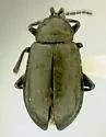 Altica caurina