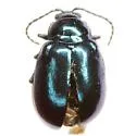 Grape Flea Beetle