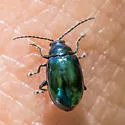 Grape Flea Beetle - photo 2