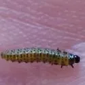 Grape Flea Beetle - photo 3
