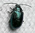 Grape Flea Beetle - photo 4