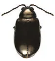 Dogwood Flea Beetle