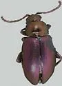 Dogwood Flea Beetle - photo 2