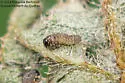 Dogwood Flea Beetle - photo 3