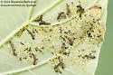 Dogwood Flea Beetle - photo 4