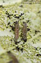 Dogwood Flea Beetle - photo 5