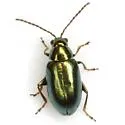 Apple Flea Beetle