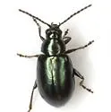 Apple Flea Beetle - photo 2