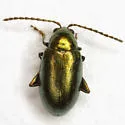 Apple Flea Beetle - photo 3