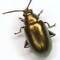 Apple Flea Beetle - photo 4