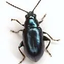 Apple Flea Beetle - photo 5