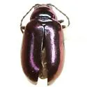 Altica gloriosa - Altica gloriosa