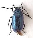 Altica guatemalensis - photo 2