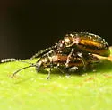 Altica kalmiae - photo 2