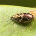 Altica kalmiae - photo 3