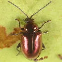 Altica kalmiae - photo 4