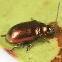 Altica kalmiae - photo 5