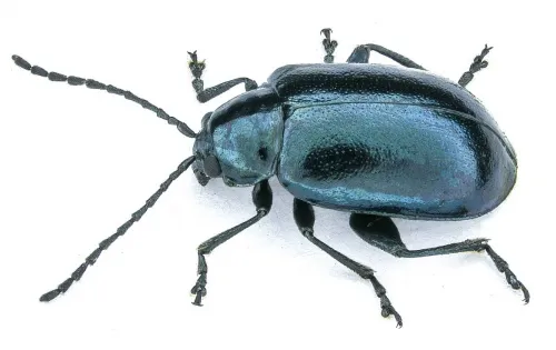 Altica lythri