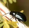 Altica obliterata