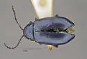 Altica obliterata - photo 3