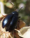 Altica obliterata - photo 4