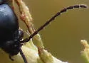 Altica obliterata - photo 5