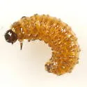 Altica pedipallida - Altica pedipallida