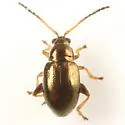 Altica pedipallida - photo 3