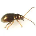 Altica pedipallida - photo 4