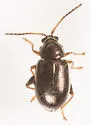 Altica pedipallida - photo 5